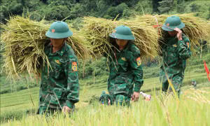 Mùa gặt ở A Lưới