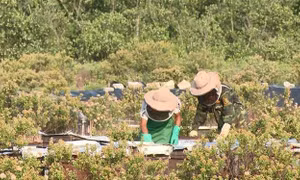 Mùa mật ong trên những khu rừng ngập mặn Kim Sơn