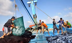 Hiệu quả tín dụng ưu đãi nhìn từ đặc khu Lý Sơn