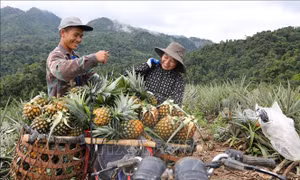 Người dân vùng biên thoát nghèo nhờ dứa mật