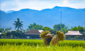 Gạo Điện Biên – Món quà quý vùng Tây Bắc 
