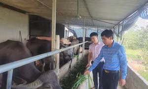 Huyện Anh Sơn đầu tư vốn chính sách đúng đối tượng, sát thực tế
