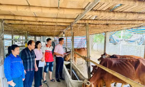 Tín dụng chính sách - 'đòn bẩy' giảm nghèo bền vững ở miền núi Tân Kỳ