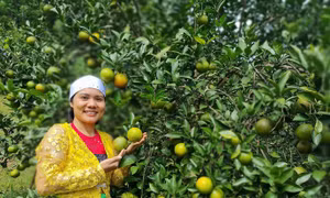 Nhiều nữ đảng viên vùng cao phát triển thành công kinh tế gia đình nhờ vốn chính sách