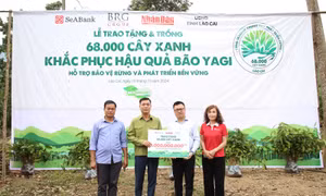 SeABank và Tập đoàn BRG chung tay trồng 68.000 cây phủ xanh gần 20ha rừng tại Lào Cai