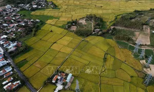 Tình đất