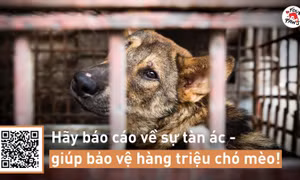 FOUR PAWS: Trộm cắp thú cưng là hoạt động được báo cáo nhiều nhất ở Việt Nam