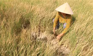 Đảm bảo an ninh lương thực trong mọi tình huống thiên tai