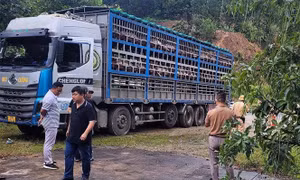 Dịch tả lợn châu Phi đã xuất hiện ở 11 xã của Phú Thọ