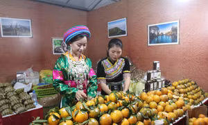 Cam sành, các sản phẩm OCOP của Hà Giang 'đổ bộ' Siêu thị Big C Thăng Long Hà Nội