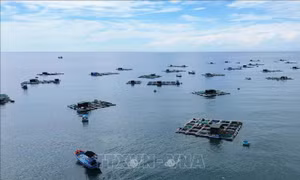 Bảo vệ ‘lá phổi xanh’ của Trái đất - Bài cuối: Vì một đại dương xanh và bền vững