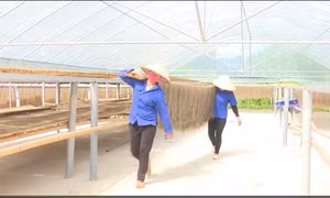 Bắc Kạn: Phát triển giá trị sản phẩm nông nghiệp để xuất khẩu