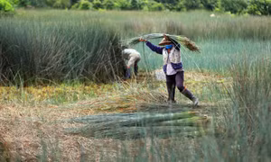 Khúc dạo  