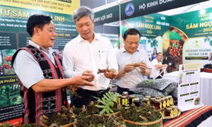 Đà Nẵng lần đầu tổ chức lễ hội sâm Ngọc Linh và dược liệu quốc tế