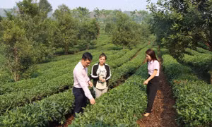 Sơn La đổi thay không ngừng nhờ vốn tín dụng chính sách