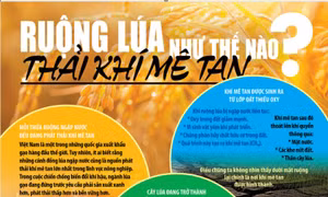 Lý do việc canh tác lúa nước phát thải nhiều khí mê tan