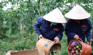 Hoàn thành mở cửa thị trường nhiều nông sản sang Trung Quốc, New Zealand và Nhật Bản