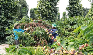 Đại hội XIII của Đảng: Niềm tin sắt son của đồng bào Tây Nguyên