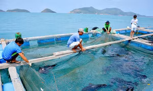 Tín dụng chính sách tiếp sức An Giang phát huy tiềm năng kinh tế biển