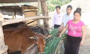 Đổi thay không ngừng nơi miền núi cao Sơn La