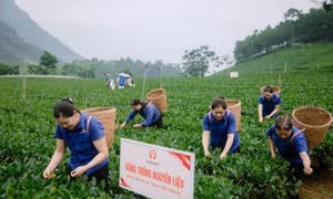 Người dân trồng chè La Bằng (Thái Nguyên) vui niềm vui an cư