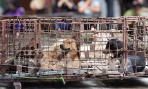 Hà Nội hướng tới loại bỏ tiêu thụ thịt chó, mèo