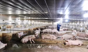 Chăn nuôi an toàn để xuất khẩu