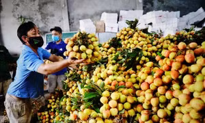Vải thiều Bắc Giang - Tiếp tục tìm thị trường khi bước vào chính vụ