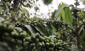 Hỗ trợ nông sản Việt Nam trước 'ngưỡng cửa' EU