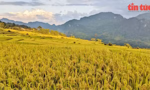 Hút hồn ruộng bậc thang ‘Mùa vàng Hồng Thái’