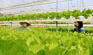 Xây dựng nông thôn mới thông minh