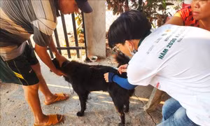 Chấm dứt chuỗi cung ứng buôn bán thịt chó, mèo để loại trừ bệnh dại