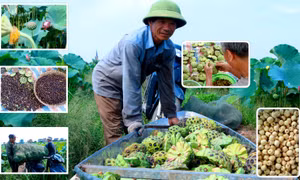 Nông dân Hà Nam bội thu ngày nắng rát nhờ trồng sen lấy hạt