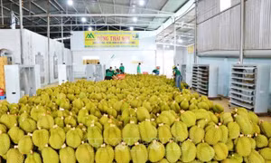 Hệ thống truy xuất nguồn gốc góp phần giữ vững uy tín, nâng cao giá trị nông sản Việt Nam