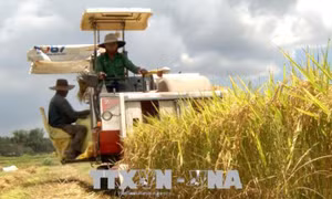 Bộ Nông nghiệp và Phát triển nông thôn thông tin kế hoạch sản xuất lúa, gạo năm 2020