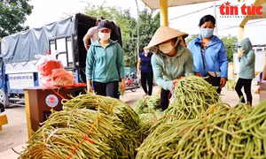 'Tổ hỗ trợ tiêu thụ nông sản' - Cánh tay nối dài cho nông dân mùa dịch COVID-19