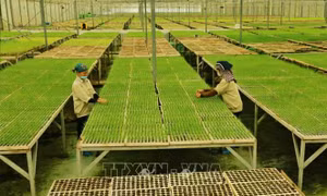 Ứng dụng công nghệ trí tuệ nhân tạo để nâng cao năng suất nông nghiệp