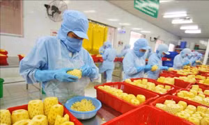 Phục hồi chế biến, xuất khẩu nông sản sau giãn cách