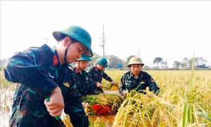 Đẩy nhanh thu hoạch vụ mùa và triển khai sản xuất vụ đông 2024
