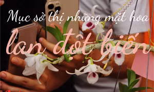 Mục sở thị những mặt hoa lan đột biến khiến thị trường hoa 'điên đảo'