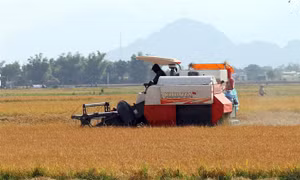 Từ thành công của vụ đông xuân, ưu tiên hiệu quả sản xuất vụ hè thu 2020