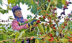 Nhân rộng cây cà phê Tây Bắc thông qua phát triển cộng đồng