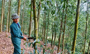 Tạo chuỗi cung ứng nguyên liệu gỗ bền vững