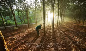 Ngành lâm nghiệp Việt sẵn sàng ứng phó với EUDR