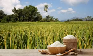 Tưới ngập khô xen kẽ, giải pháp giảm phát thải khí mê-tan trong canh tác lúa nước