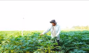 Tìm loài cây sinh lời trên những triền đất dốc