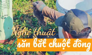 Nghệ thuật săn bắt chuột đồng