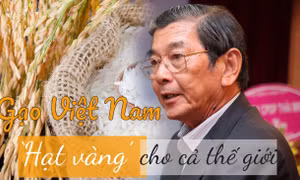 Gạo Việt Nam - 'Hạt vàng' cho cả thế giới