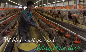Mô hình nuôi gà 'xanh' bằng thảo dược