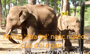'Truyền thuyết' có thật về cứu hộ voi hoang dã